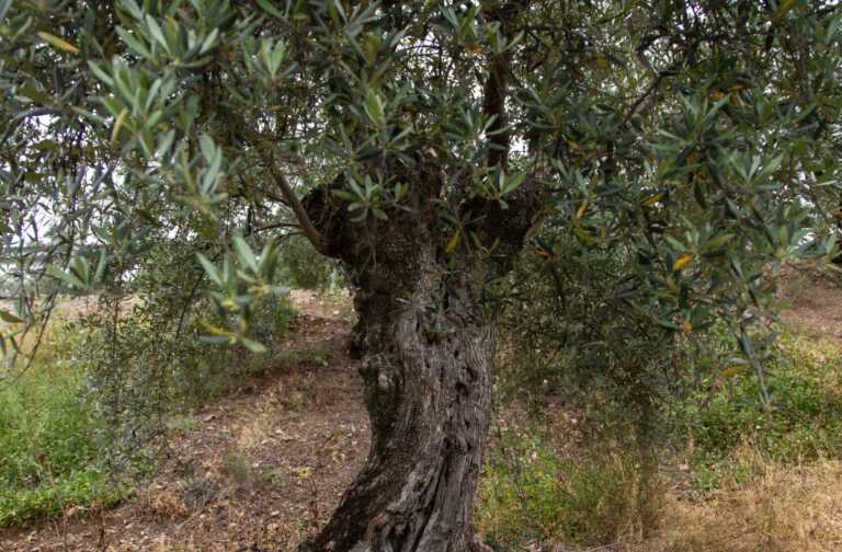 Sos Coldiretti per gli alberi monumentali in Puglia: «Salvare gli ulivi da nuovi contagi di Xylella»