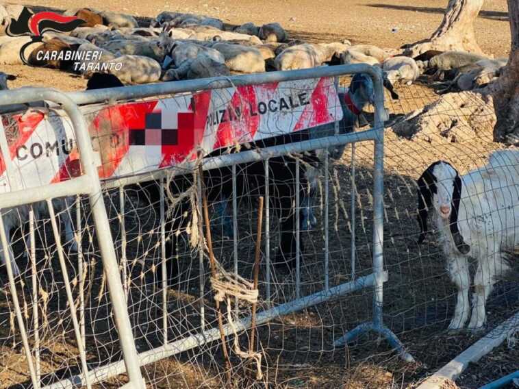 Strutture fatiscenti, animali in pericolo e furti di energia: controlli nelle aziende agricole del Tarantino