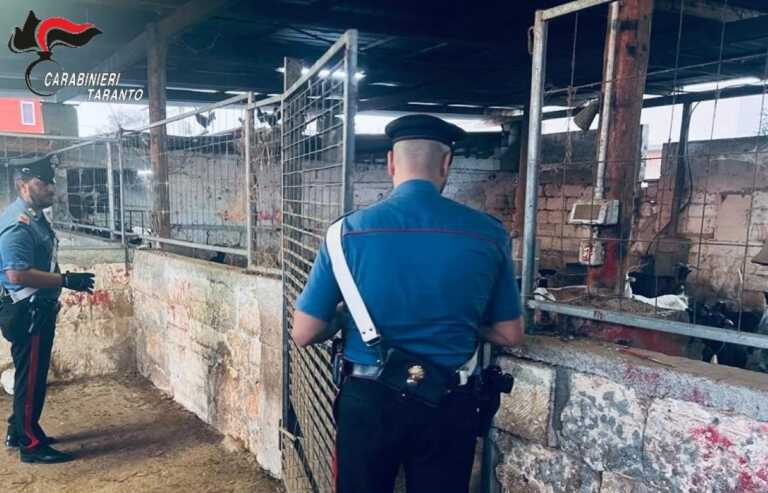 Galleria foto 'Strutture fatiscenti, animali in pericolo e furti di energia: controlli nelle aziende agricole del Tarantino' - foto 1
