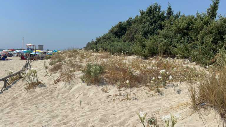 Dune, la Regione va verso la tutela: la legge arriva in Commissione. Ma gli ambientalisti chiamano i sindaci