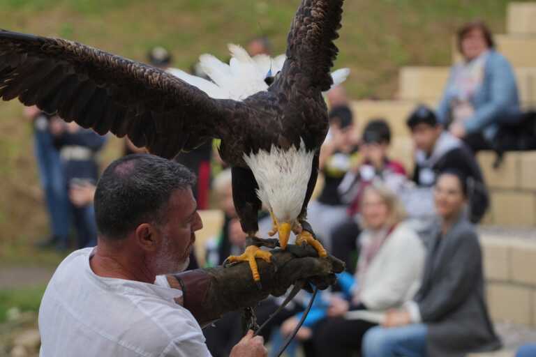 La magia del Parco della Grancia arriva in Puglia: a Bari lo spettacolo della falconeria