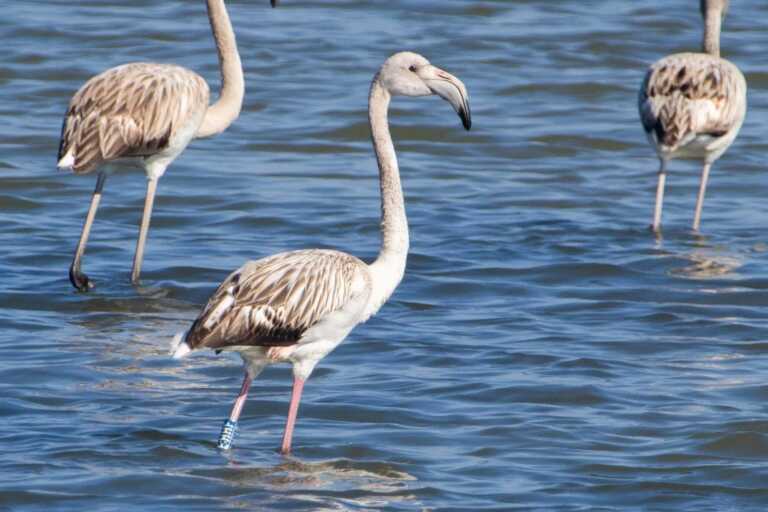 I fenicotteri fanno tappa nell’oasi Wwf de Le Cesine. L’appello: «Subito un’area marina protetta»