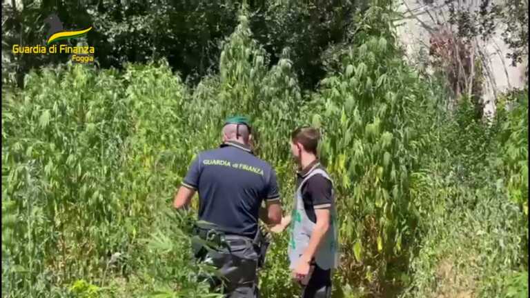 Una piantagione di marijuana vicino alla stazione di Foggia: era nascosta tra la vegetazione spontanea – VIDEO