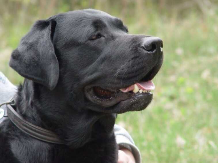 Tenta di liberarsi dalla catena con cui era legato e salta dal terrazzo: muore impiccato un cane di 4 anni