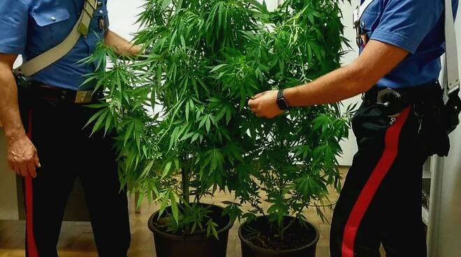 Scoperta nel barese una piantagione di marijuana sul terrazzo di un 50enne incensurato