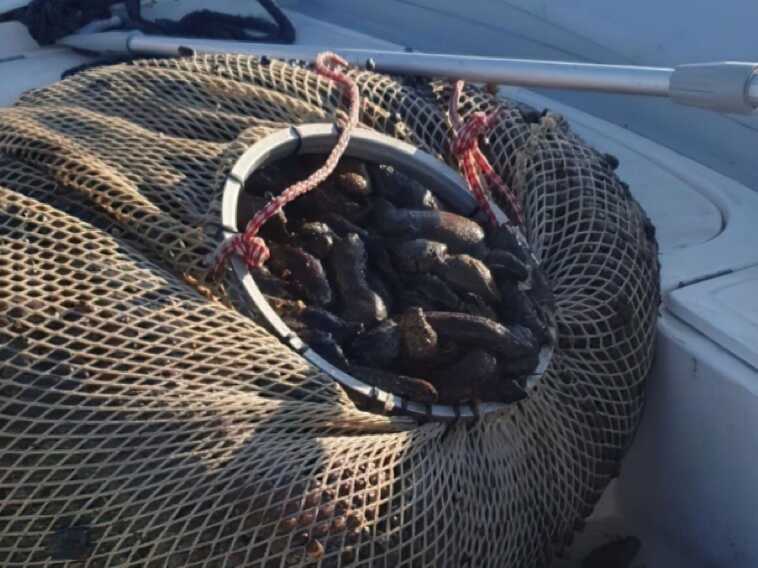 Pesca di frodo nel Mar Piccolo di Taranto: sequestrato un quintale e mezzo di oloturie