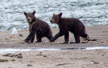 Orsa Amarena uccisa in Abruzzo, “ora a rischio i suoi due cuccioli”