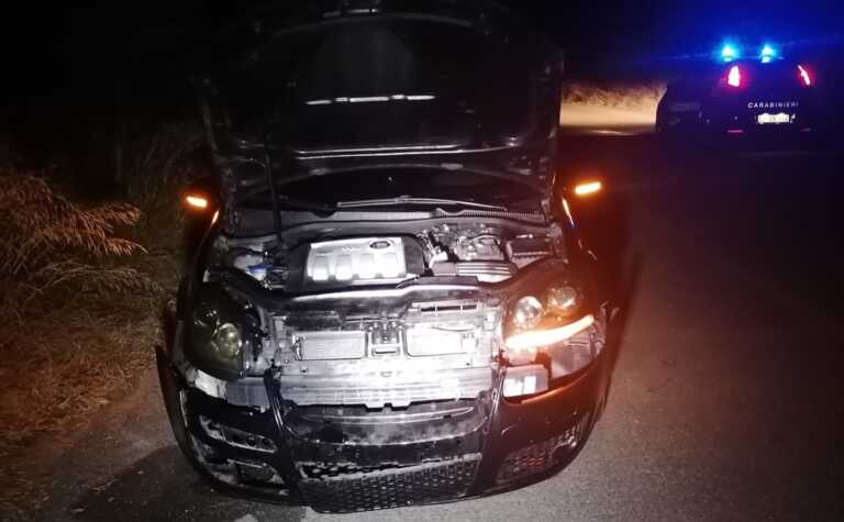 Due incidenti a un’ora di distanza per l’attraversamento di cinghiali sulle strade lucane: nessun ferito