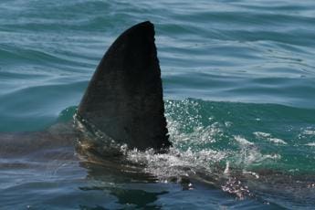 Squali attaccano catamarano, salvati i 3 a bordo che facevano il giro del mondo