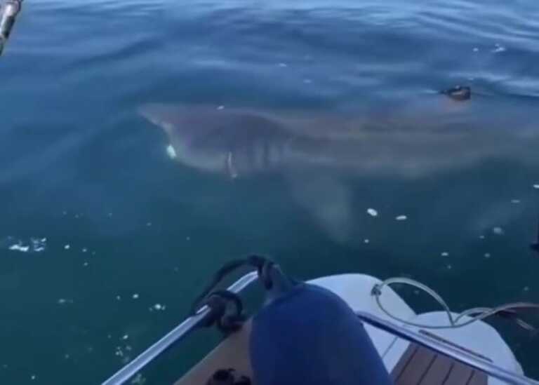 Straordinario avvistamento nelle acque di Polignano a Mare: uno squalo accanto alla barca dei pescatori – VIDEO