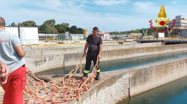 Galleria foto 'Brindisi, una tartaruga finisce in una vasca del Petrolchimico: salvata e rimessa in mare dai vigili del fuoco – VIDEO' - foto 1