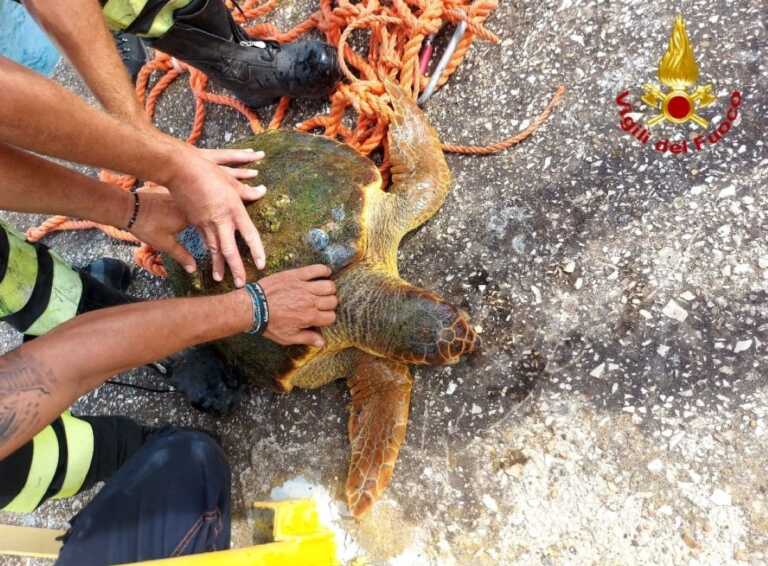 Brindisi, una tartaruga finisce in una vasca del Petrolchimico: salvata e rimessa in mare dai vigili del fuoco – VIDEO