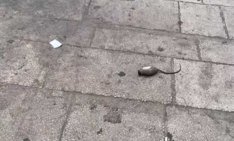 Bari, topi morti in corso Cavour. La denuncia: «Sono lì da almeno quattro giorni, nessuno li ha visti?» – VIDEO