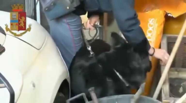 Il fiuto di Udor scova la droga: arrestato uno spacciatore 34enne a Trani