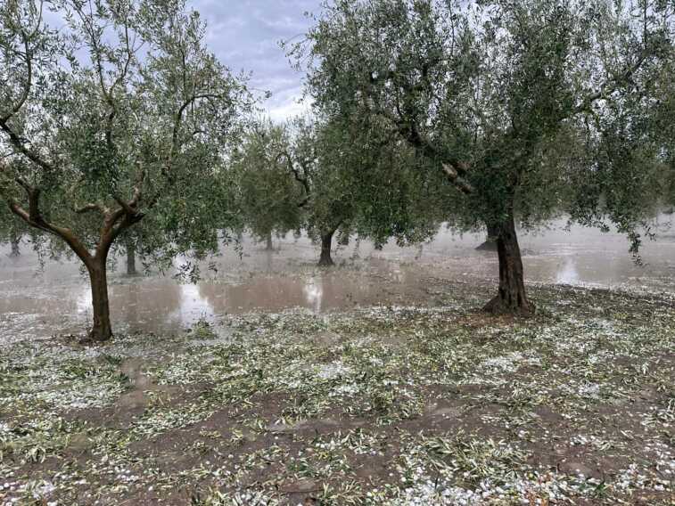 Maltempo, la Regione Puglia chiede l’accesso al Fondo di solidarietà per i danni subiti dalle imprese agricole