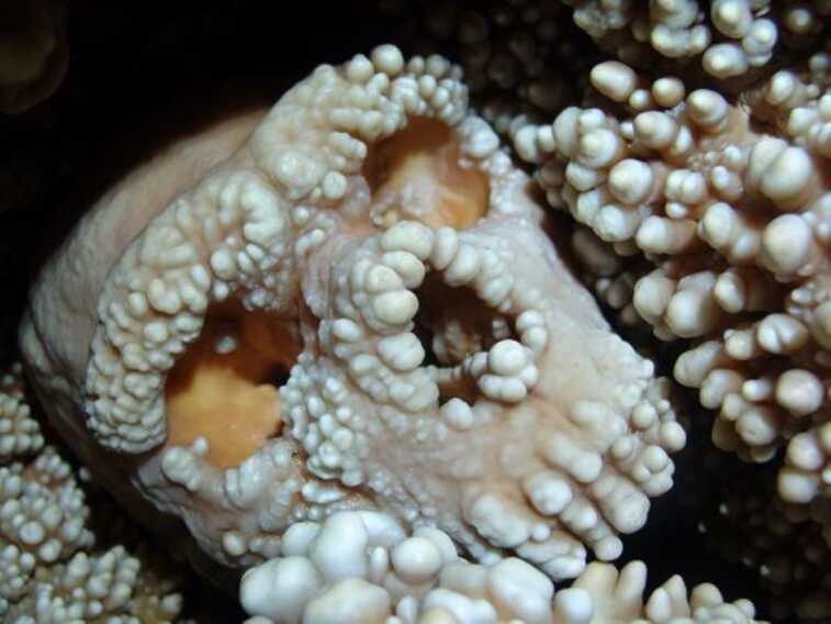 L’Uomo di Altamura e la grotta di Lamalunga compiono 30 anni. La ricerca non si ferma: altri studi sui Neanderthal