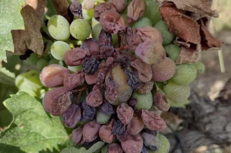 Via alla vendemmia nel Barese e nella Bat, buona qualità ma produzione in calo: «La peggiore negli ultimi 40 anni»