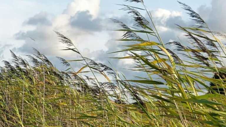 Forti venti, anche di burrasca, sulla Puglia: allerta gialla fino a sabato