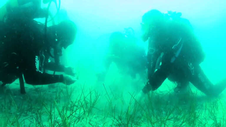 Marevivo, ripopolati 100 mq di cymodocea nodosa nel Golfo di Trieste
