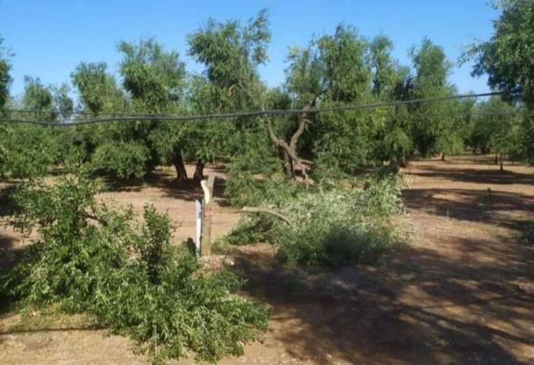 Raid nelle campagne del Barese: decine di ulivi distrutti. Coldiretti: «Piante sfregiate e tagliate» – FOTO