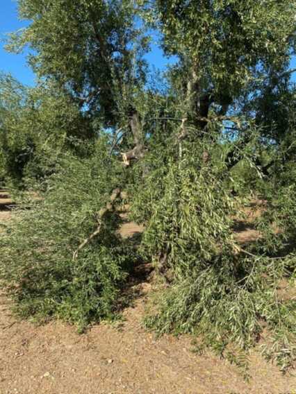 Galleria foto 'Raid nelle campagne del Barese: decine di ulivi distrutti. Coldiretti: «Piante sfregiate e tagliate» – FOTO' - foto 2