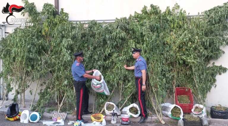 Montescaglioso, coltivava marijuana alle porte della città: arrestato un 70enne