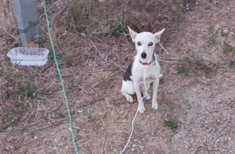 Matino, abbandonato fuori dal canile con un biglietto: «Disturba e non si dorme più»