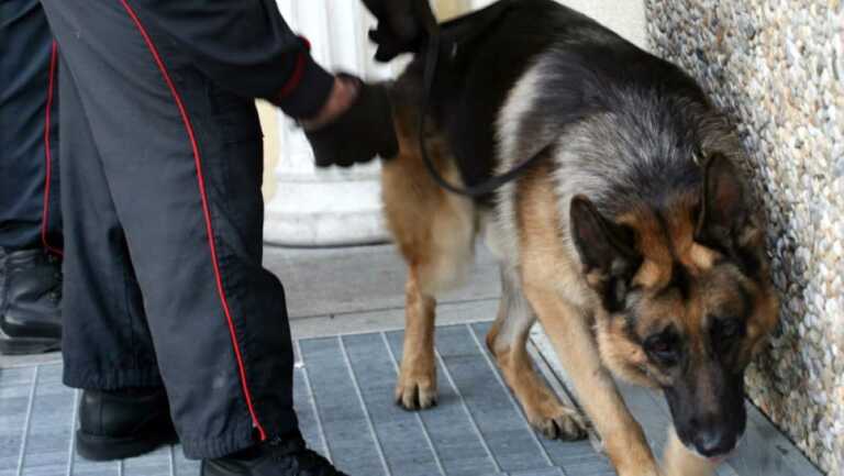 In casa 600 dosi di cocaina: il fiuto di Fighter incastra una coppia di San Ferdinando di Puglia