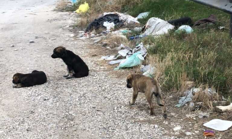 Cuccioli abbandonati sulla statale 106 ionica: messi in salvo dalla Polizia locale