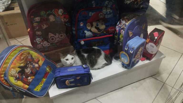 Brindisi, un gatto complice di un furto in un’attività commerciale: il titolare decide di adottarlo