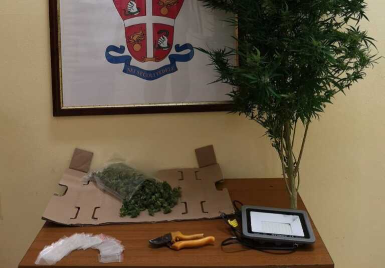 Coltivavano marijuana sul balcone: arrestati madre e figlio a Bisceglie