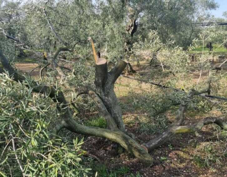 Ennesimo oliveto sfregiato in Puglia: «Nelle campagne è ormai il far west»