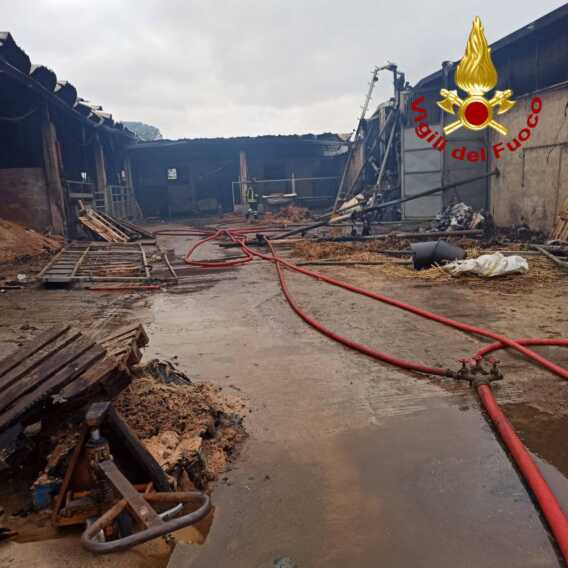 Galleria foto 'Nardò, fiamme in un’azienda zootecnica: decina di cavalli morti nell’incendio – FOTO' - foto 2