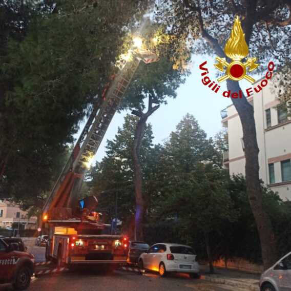 Galleria foto 'Lecce, grossi rami rischiano di cadere sulle auto a causa del vento: intervengono i vigili del fuoco – VIDEO' - foto 3