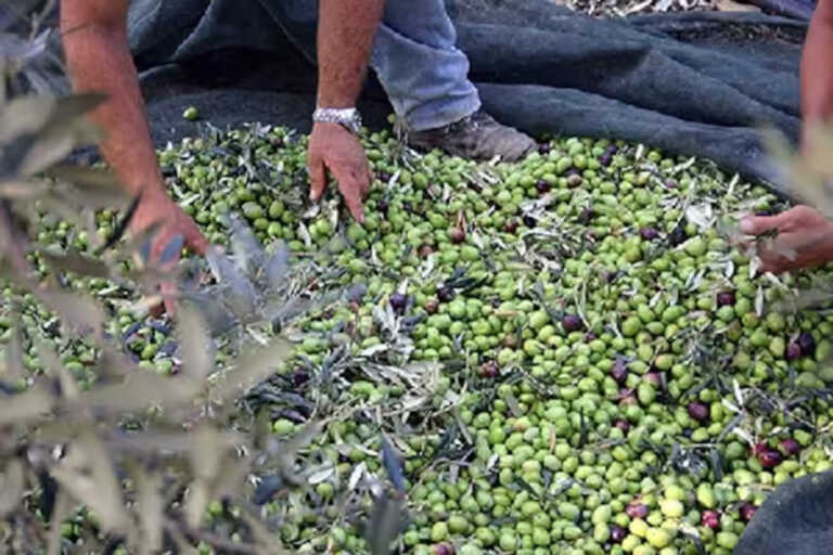 Rubano 3 quintali di olive e aggrediscono il proprietario del fondo: denunciati due 27enni nel Tarantino