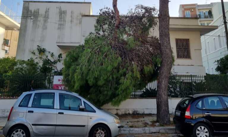 Lecce, grossi rami rischiano di cadere sulle auto a causa del vento: intervengono i vigili del fuoco – VIDEO