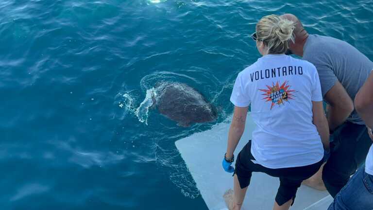 Ferita da una lenza Simona è stata curata e finalmente potrà tornare in mare a Taranto