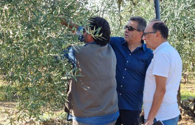 Grandinata di settembre, sopralluogo dei tecnici della Regione a Ruvo: danni a 6mila ettari