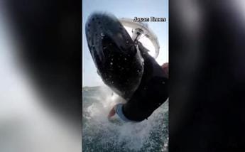 Surfista travolto da una balena a Sydney