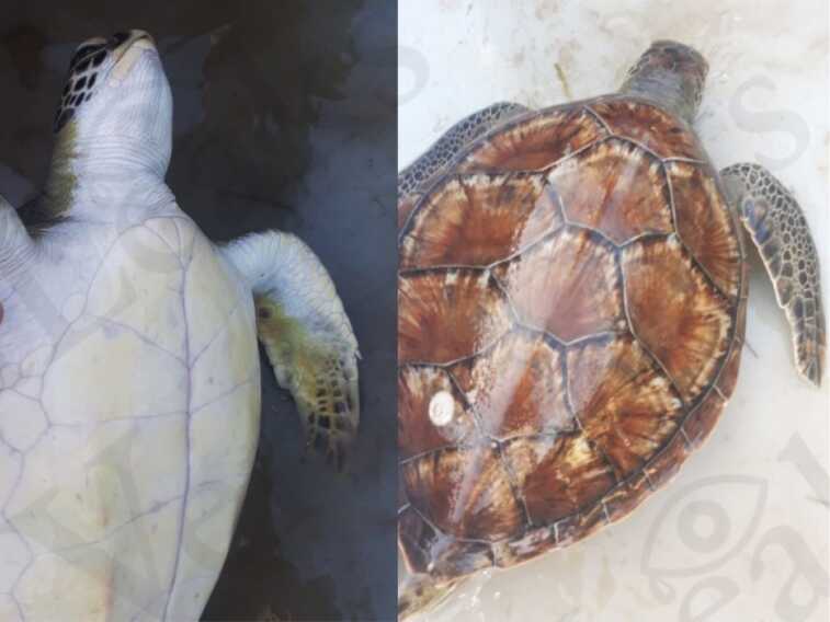 Mattanza di Caretta caretta a Taranto: Veraleaks pronta a denunciare i bracconieri