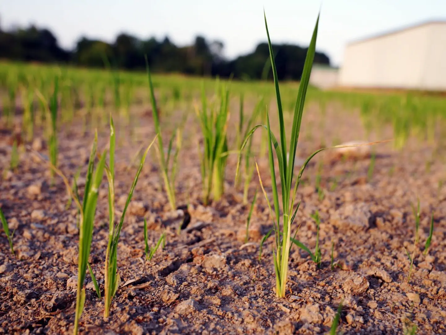 Confagricoltura “Continua a salire il conto dei danni in agricoltura”