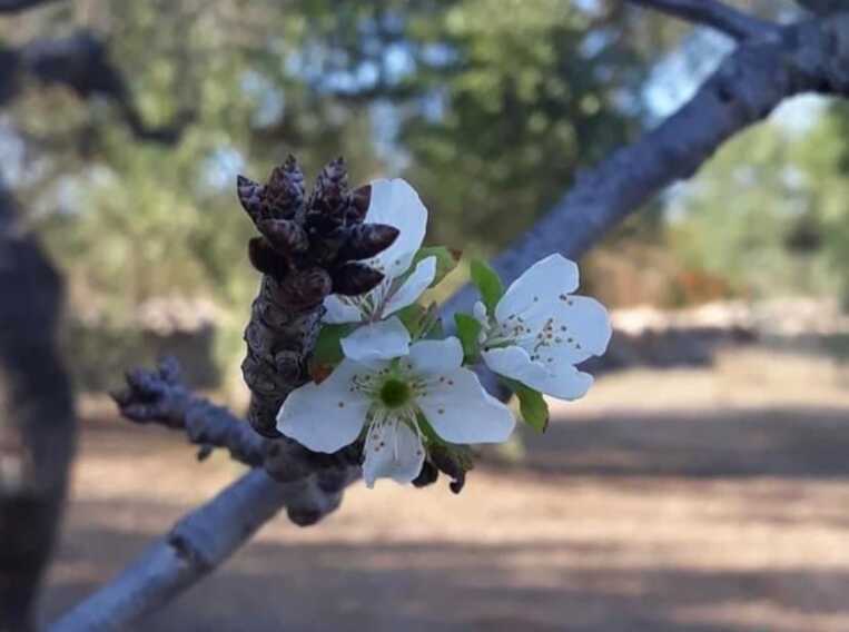 Ottobre da record con +3,15° in Puglia: «Colture “ingannate” dall’autunno caldo»