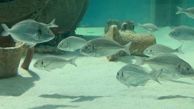 I misteri dell’Adriatico nel nuovo acquario del Museo archeologico di Egnazia