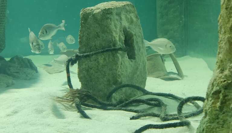 Galleria foto 'I misteri dell’Adriatico nel nuovo acquario del Museo archeologico di Egnazia' - foto 1