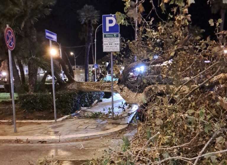 Bari, cade un albero nel quartiere umbertino. Nessun ferito