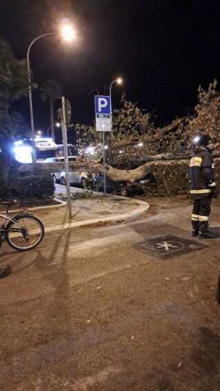 Galleria foto 'Bari, cade un albero nel quartiere umbertino. Nessun ferito' - foto 1
