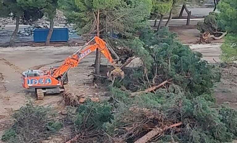 Bari, nuovo ricorso al Tar contro gli abbattimenti di alberi al Parco della Giustizia