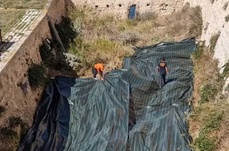 L’ailanto minaccia la Foresta Umbra: la pianta esotica e tossica si diffonde sul Gargano