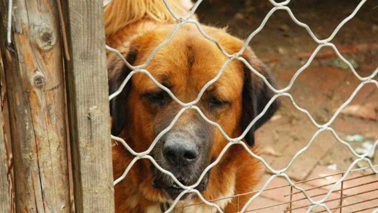 Galleria foto 'Pensioni abusive per cani scoperte a Cerignola: due persone denunciate' - foto 1