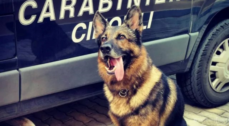 Pulsano, Quintin fiuta la droga nascosta in bagno: 32enne finisce ai domiciliari